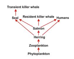 Food Chain and Herring